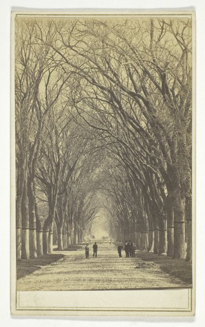 Untitled (avenue of trees) by Unknown