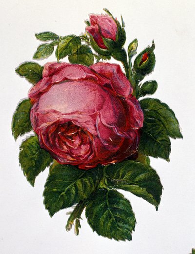A rose by Unknown artist