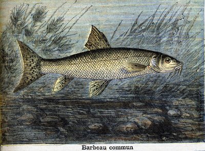 Barbeau Commun by Unknown artist