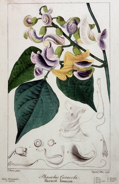 Bean slug (phaseolus caracola), botanical board by Unknown artist