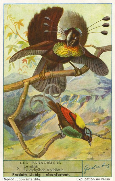 Bird of Paradise by Unknown artist