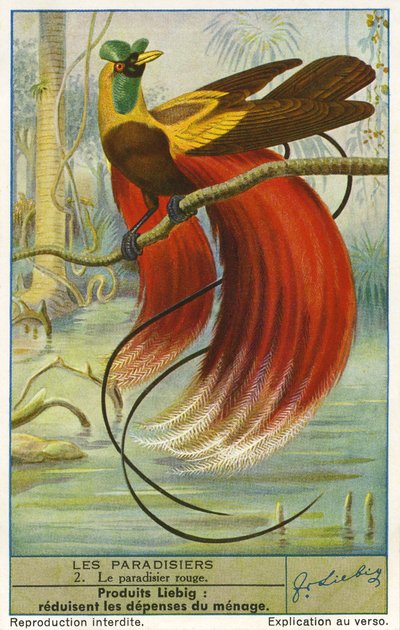 Bird of Paradise by Unknown artist
