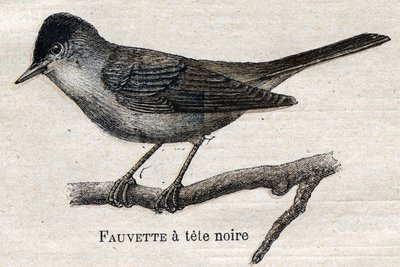 Birds useful to agriculture: Black-footed Warbler by Unknown artist