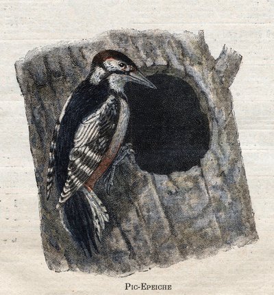 Birds Useful for Agriculture: Woodpecker by Unknown artist