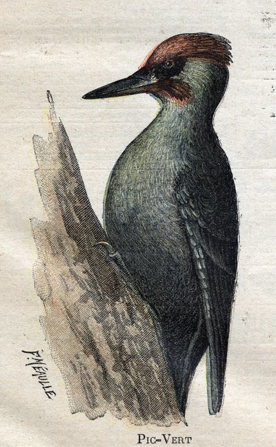 Birds Useful to Agriculture: Green Woodpecker by Unknown artist