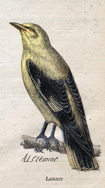 Birds Useful to Agriculture: Loriot by Unknown artist