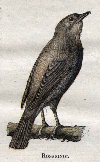 Birds useful to agriculture: Nightingale by Unknown artist