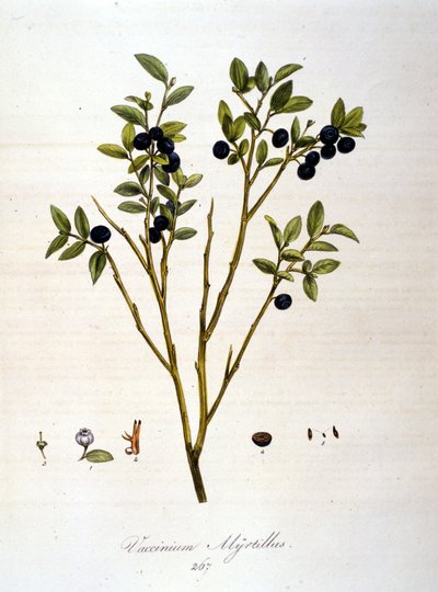 Blueberries (19th century botanical board) by Unknown artist