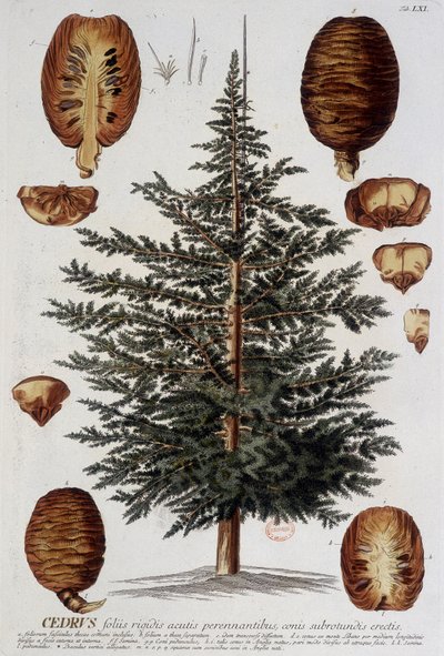 Botanical Board: Cedar by Unknown artist