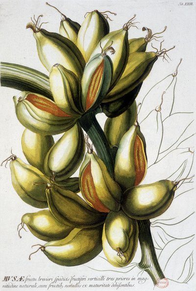 Botanical board: bananas by Unknown artist