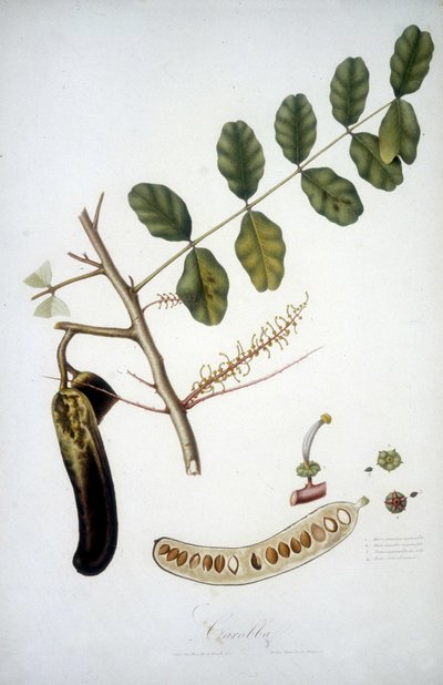 Botanical board: carob branch. by Unknown artist