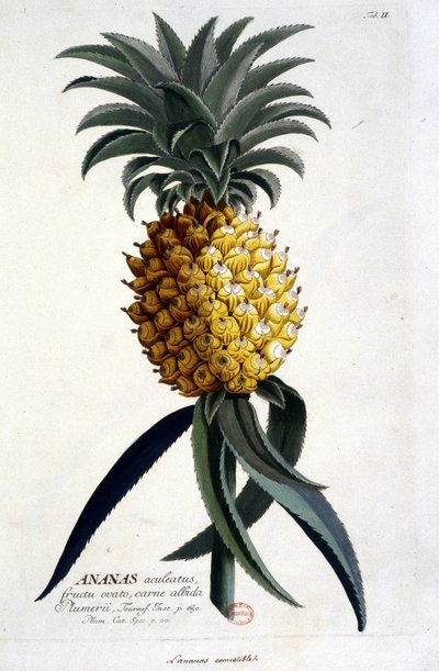 Botanical board: pineapple by Unknown artist