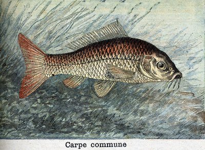Carp Communal Engraving from 1898 by Unknown artist