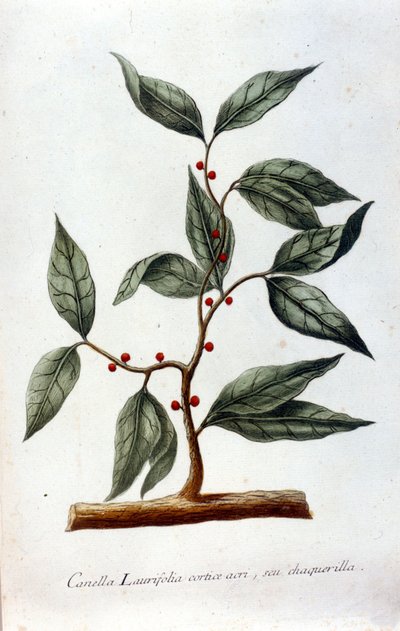 Cinnamon. 19th century herbarium by Unknown artist