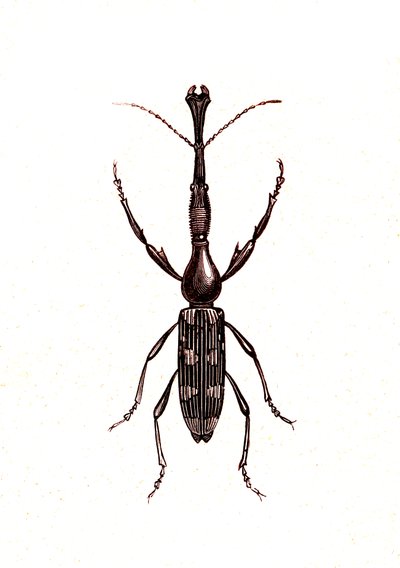 Coleoptera: Brenthus Temminchii by Unknown artist