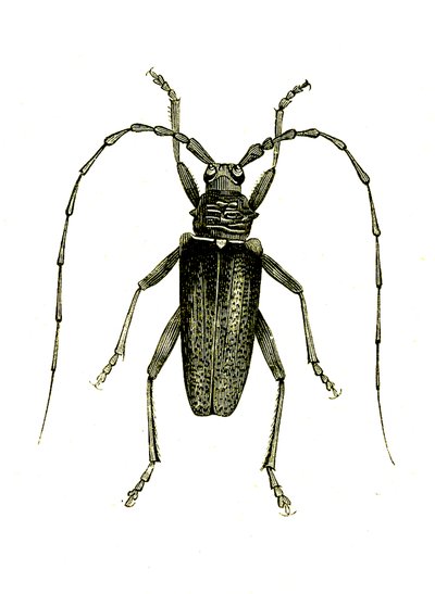 Coleoptera: Cerambyx Heros by Unknown artist