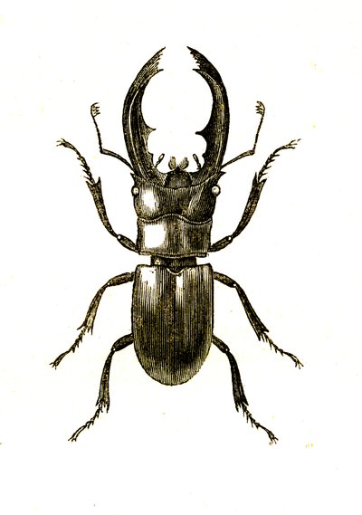 Coleoptera: Hexarthrius Buqueti or Lucanus by Unknown artist