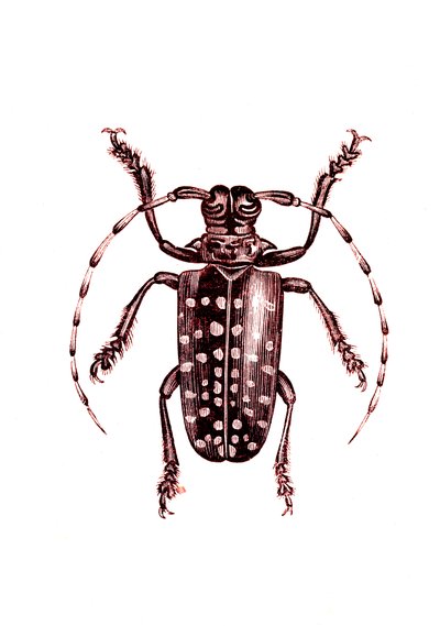 Coleoptera: Ophoptera Tollii by Unknown artist