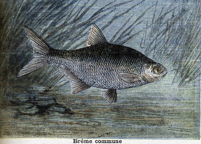 Common Breme. Engraving from 1897 by Unknown artist