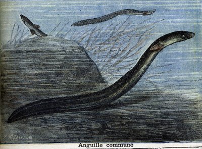Common eel (engraving from 1897) by Unknown artist