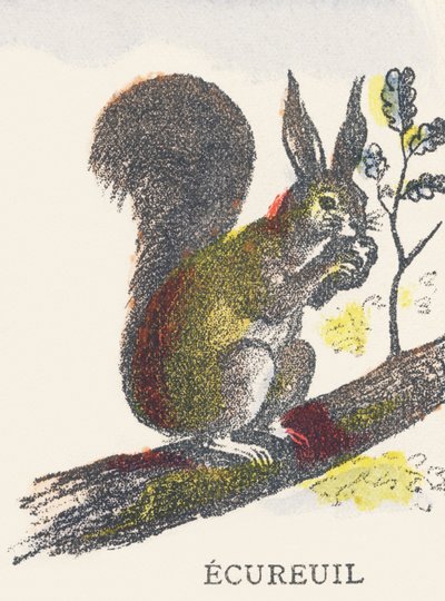 E: Squirrel by Unknown artist