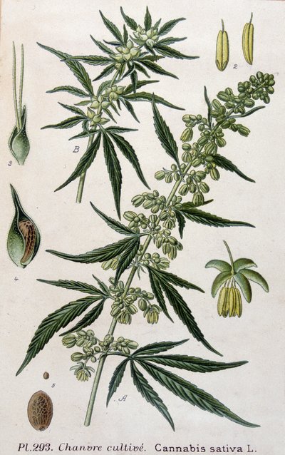 Female Cannabis Plant - 19th Century Engraving by Unknown artist