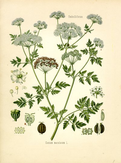 Hemlock by Unknown artist