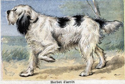 Hunting Dog: Stop Barbet by Unknown artist