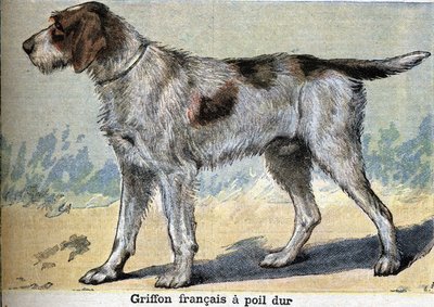 Hunting dog: Griffon français hard-haired by Unknown artist