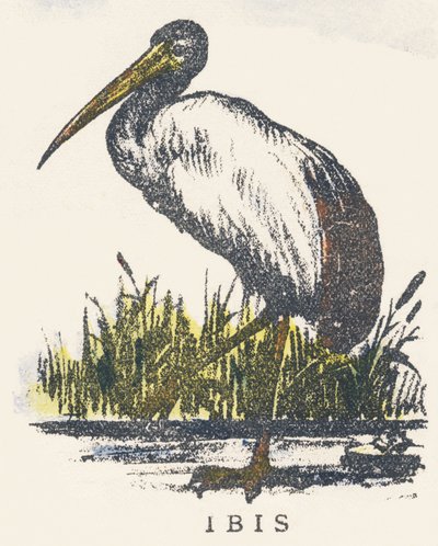 I: ibis by Unknown artist