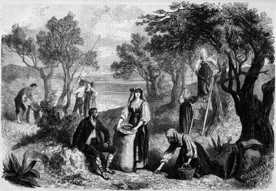 The olive harvest in Italy by Unknown artist