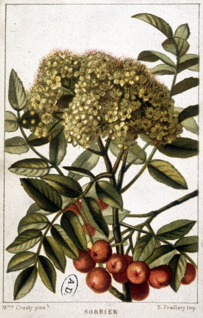 Mountain Ash - Botanical Board by Unknown artist