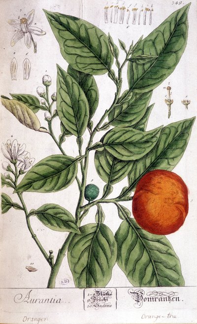 Orange (Aurentia) by Unknown artist
