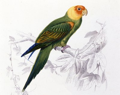 Ornithology: Carolina Parrot by Unknown artist