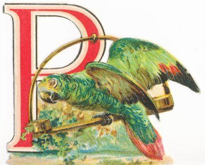 P: Parrot by Unknown artist