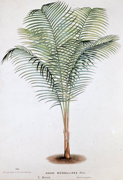 Palm Cocos Weddelliana (Brazil) - Botanical board by Unknown artist