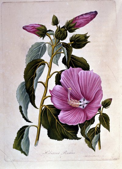 Pink hibiscus. Botanical board. Engraving by Unknown artist