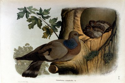 Plate depicting a dove near its nest by Unknown artist