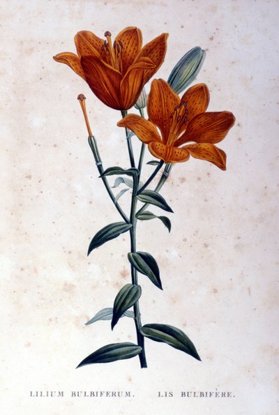 Red Bulbiferous Lily. 19th century engraving by Unknown artist