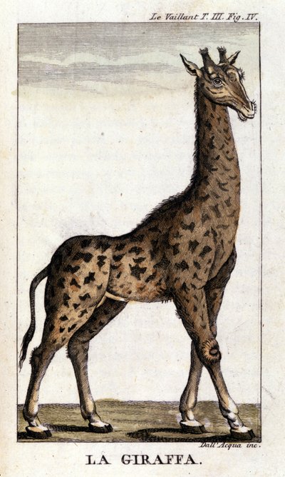 Representation of a giraffe by Unknown artist