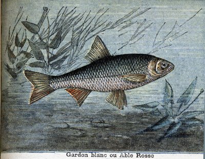 Roach White or Able Rosse by Unknown artist