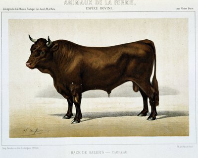 Salers Breed Taurus - in “Farm Animals” by Unknown artist