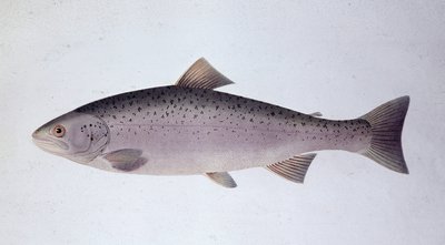 Salmon trout - Natural history board by Unknown artist