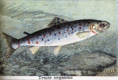 Silver trout engraving from 1898 by Unknown artist