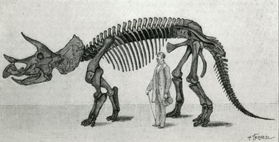Skeleton of a Triceratops prorsus by Unknown artist