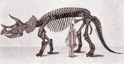 Skeleton of a Triceratops Prorsus by Unknown artist