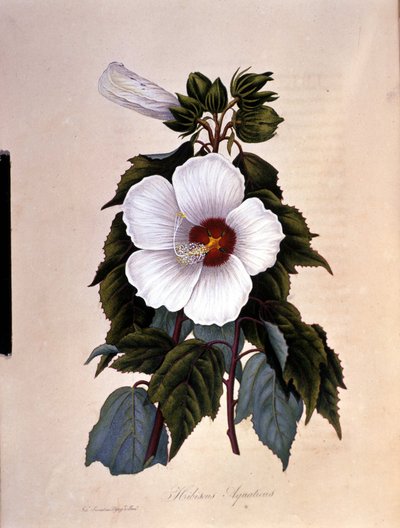 The hibiscus. Botanical board. by Unknown artist