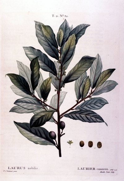 The Laurel. 19th Century Herbarium by Unknown artist