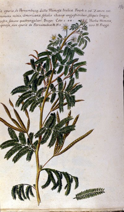 The mimosa, botanical board, engraving by Unknown artist