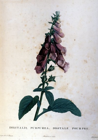 The purple digital. 19th century herbarium. by Unknown artist